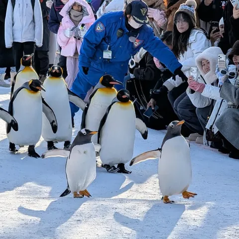 Penguins walking in the snow at Asahiyama Zoo