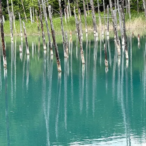 Bare trunks standing in the blue-green water of the pond