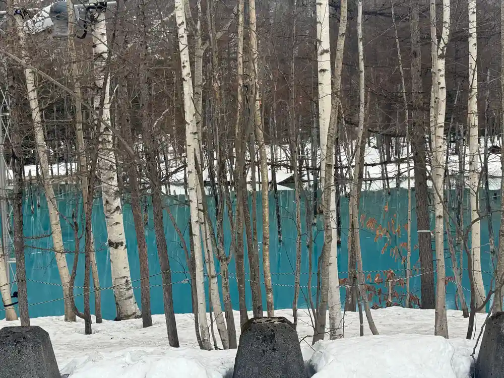 Bare birch trees standing in front of turquoise wall