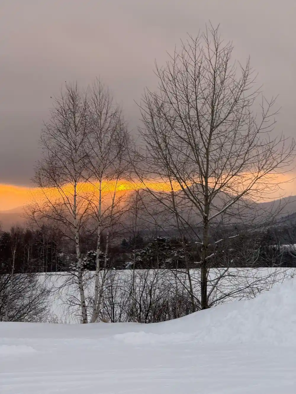 Bare trees silhouetted against orange sunset over snow