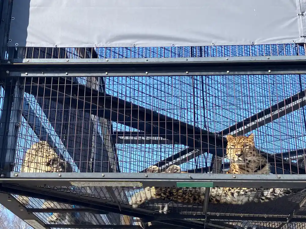 Cats in wire mesh enclosure with blue sky background