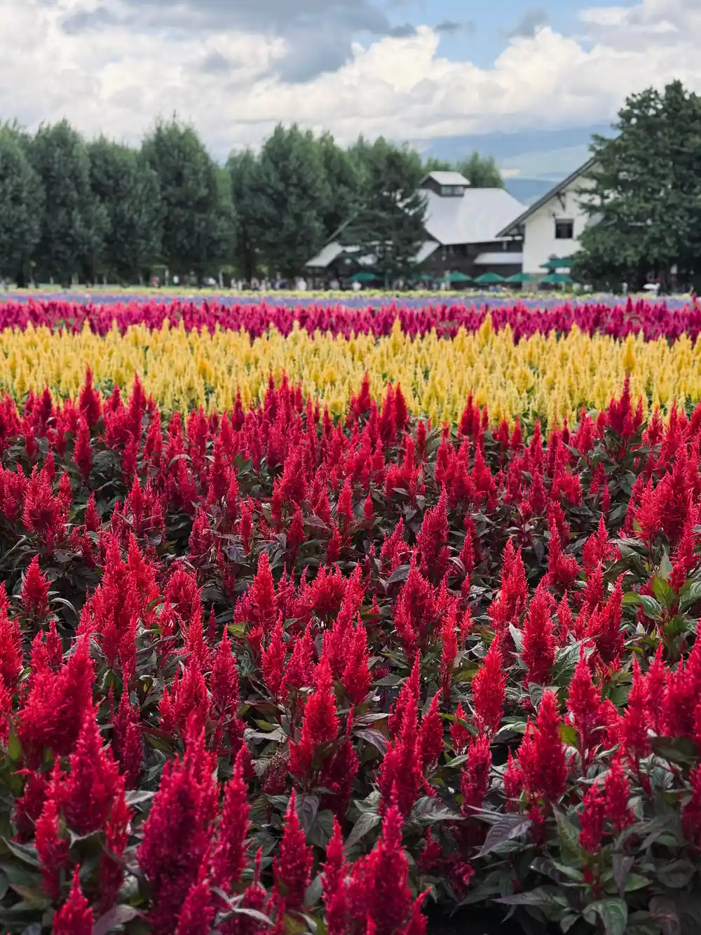 Colorful celosia flower fields with farm buildings