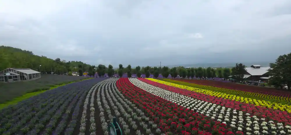 Colorful flower fields in rows with stormy sky