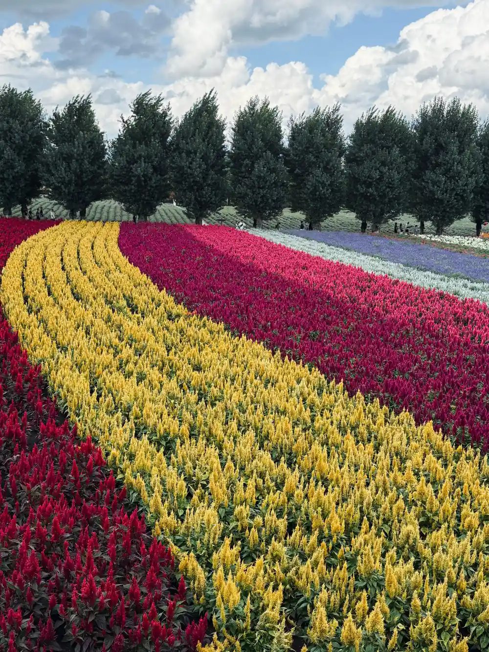 Curved striped flower fields with distant mountains and trees