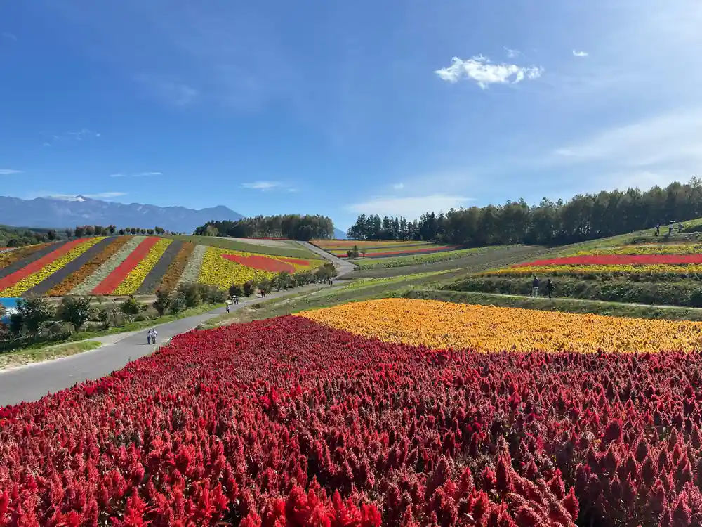 Expansive rows of red and yellow flowers with mountains