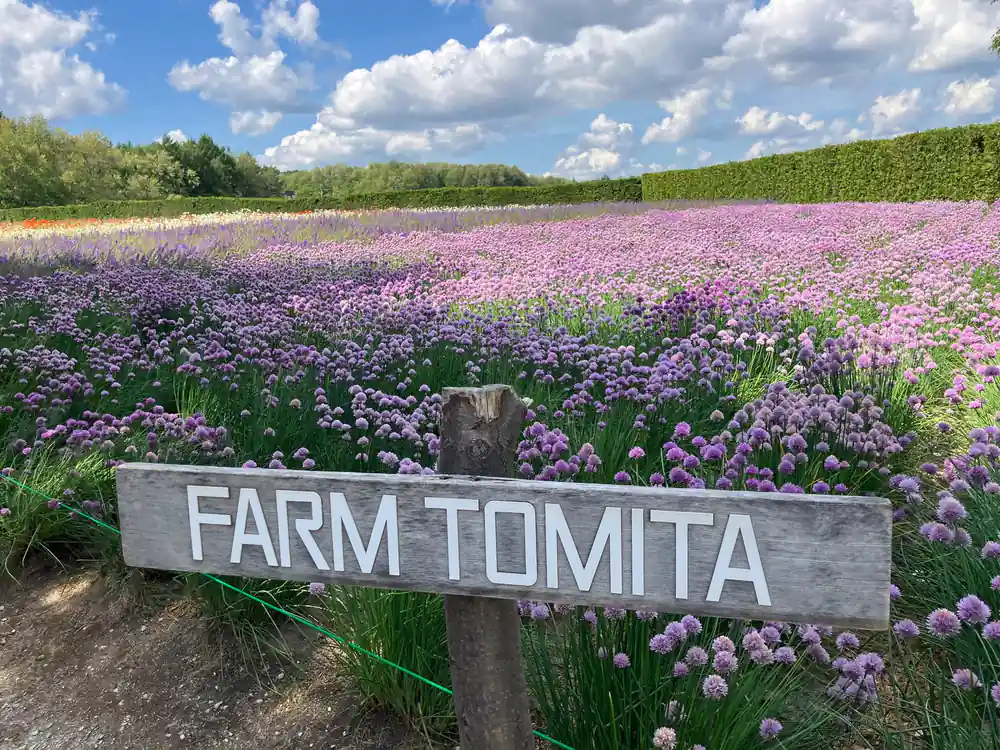 Farm Tomita sign in purple flower field with green hedgerow