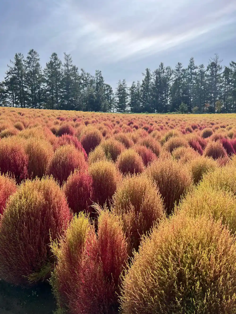Field of ornamental grasses in autumn colors