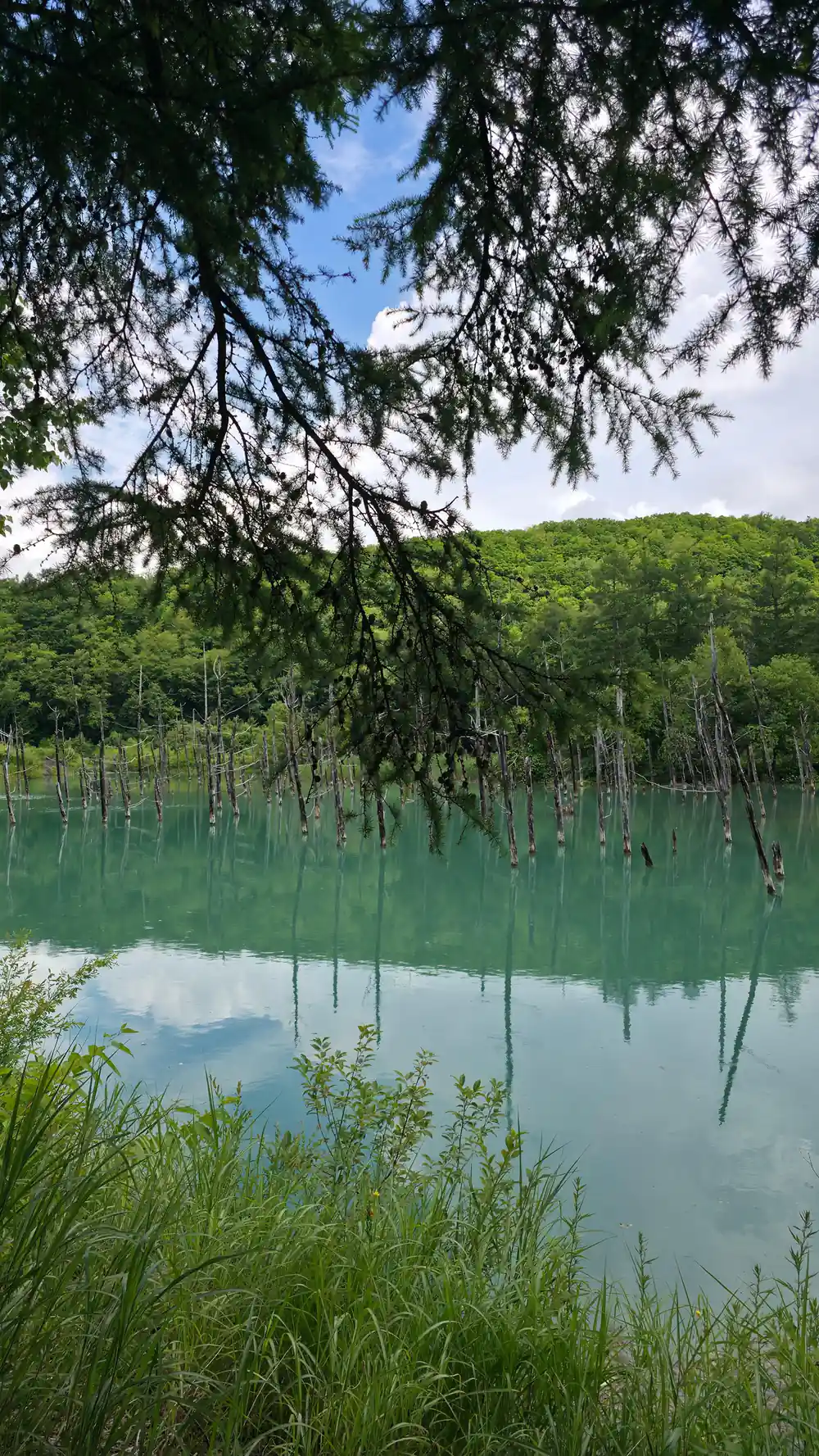Green reservoir with tree branches and forested hills