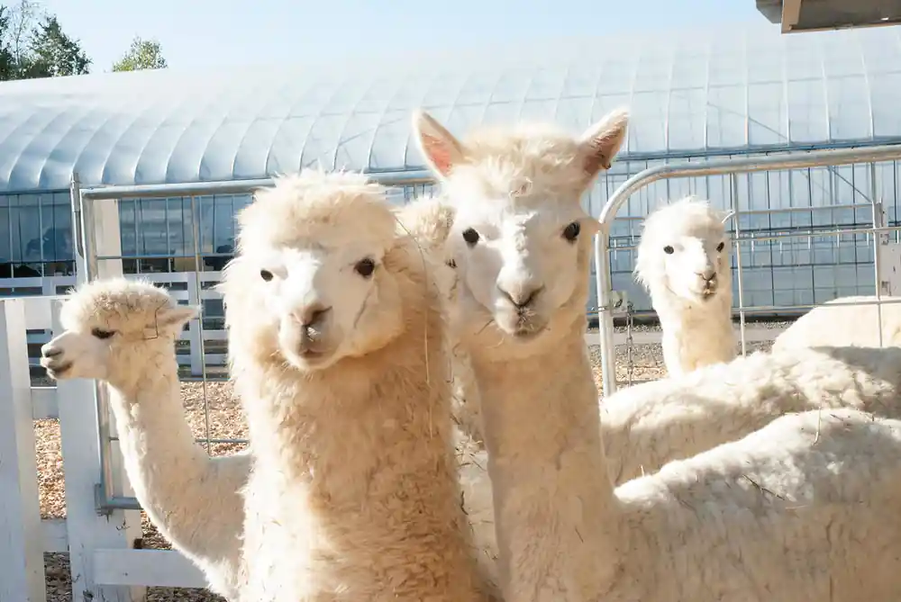 Group of white alpacas looking at camera near building