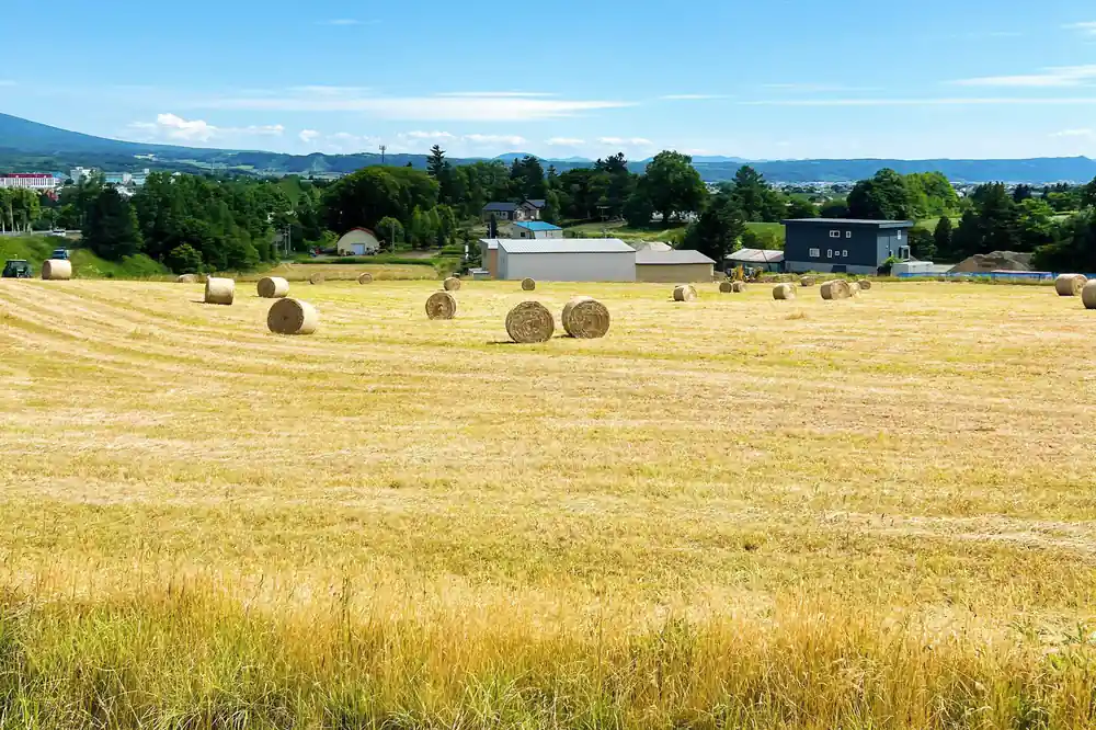 Hay bales scattered across harvested golden field