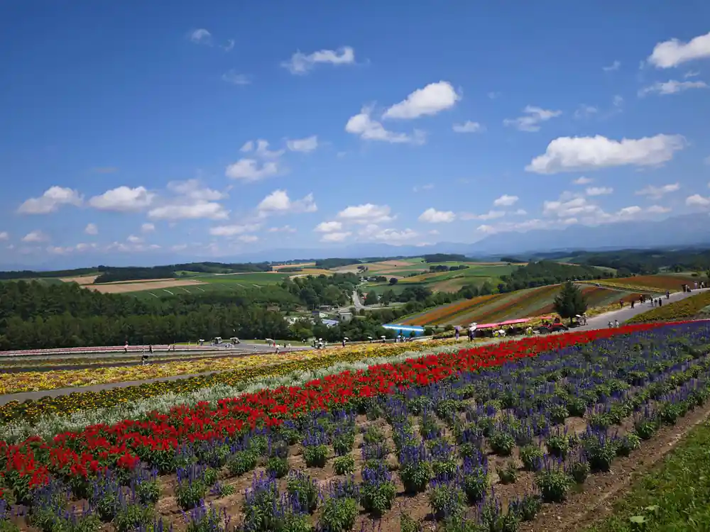 Large flower fields with red and purple blooms, distant mountains