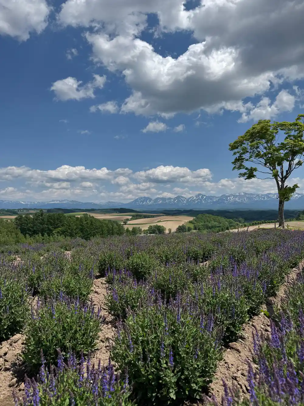 Lavender field with tree and distant mountains