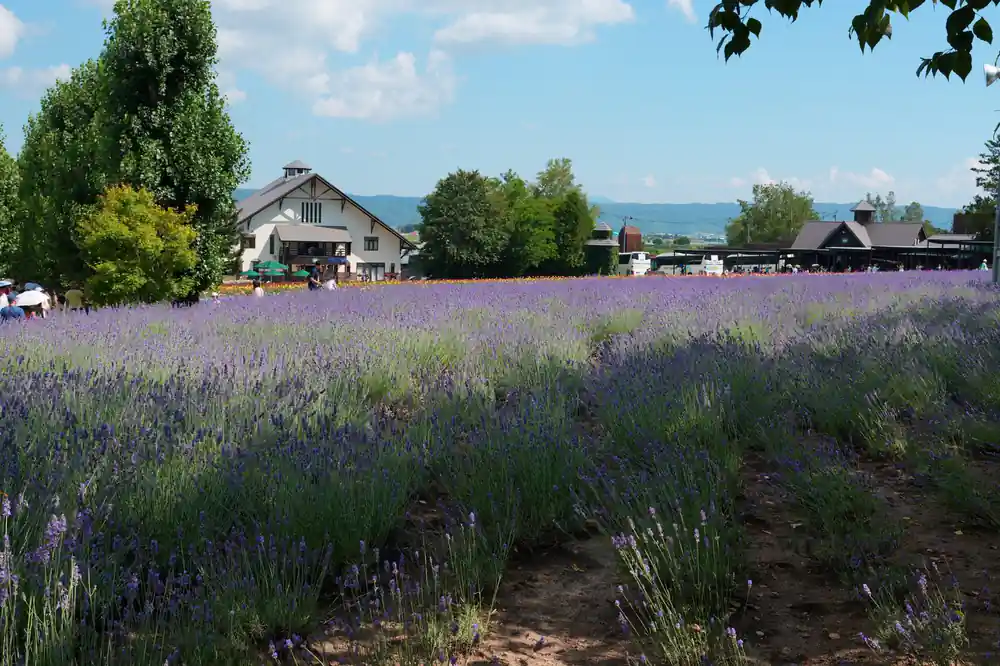 Lavender field with wooden farm building and lake view