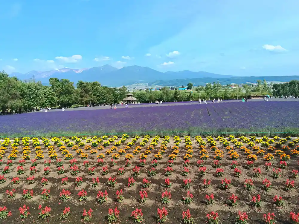 Lavender field with yellow and red flowers and mountains