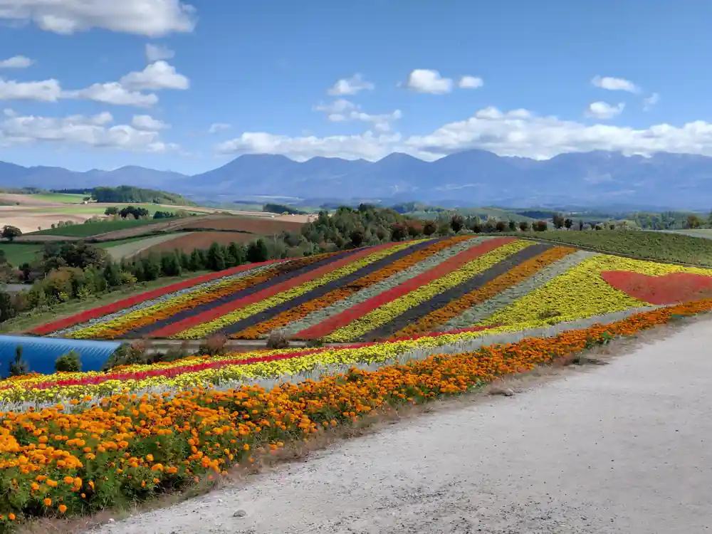Multicolored flower field rows with mountains in distance