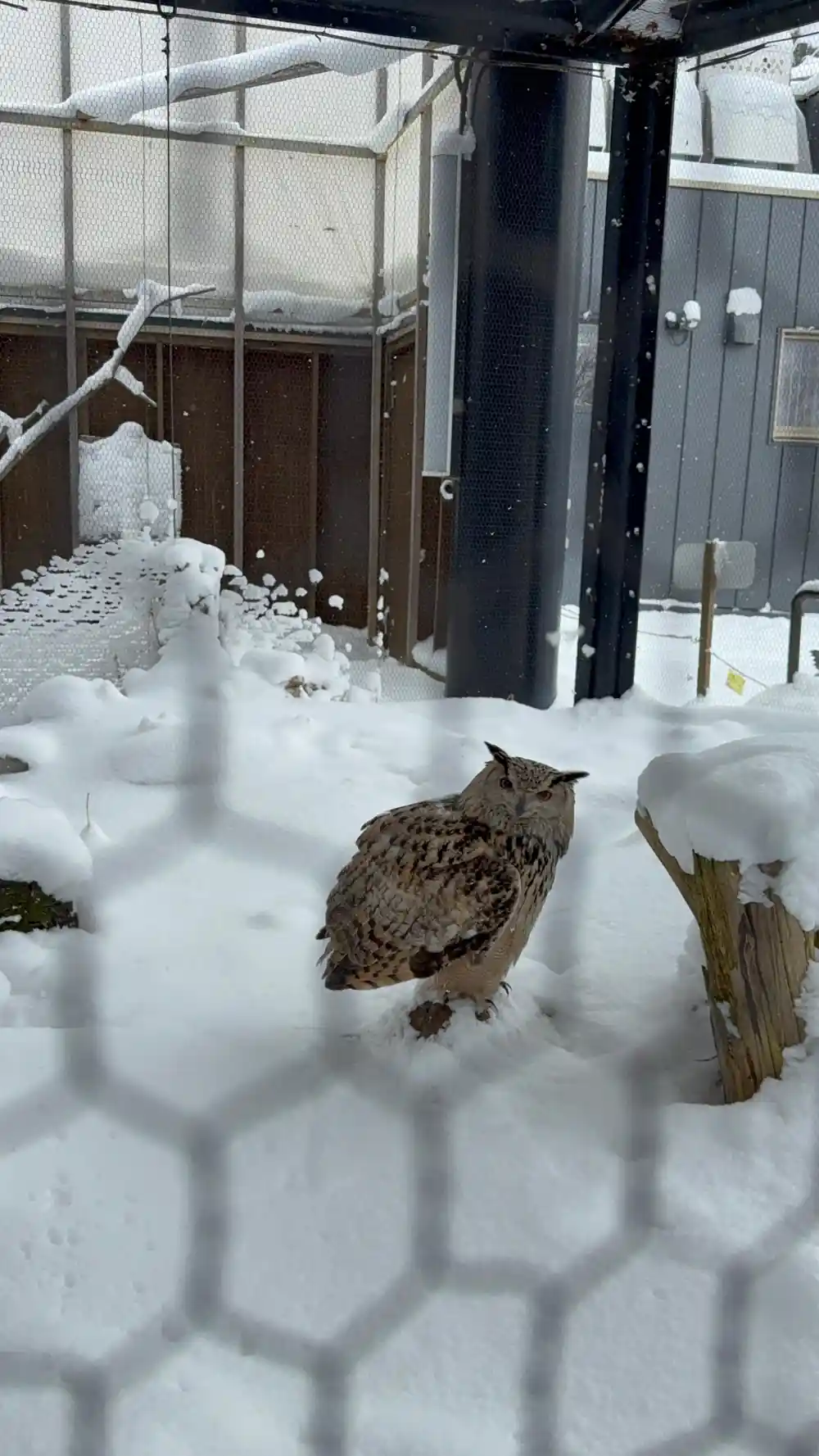 Owls in snow-covered outdoor enclosure with viewing window