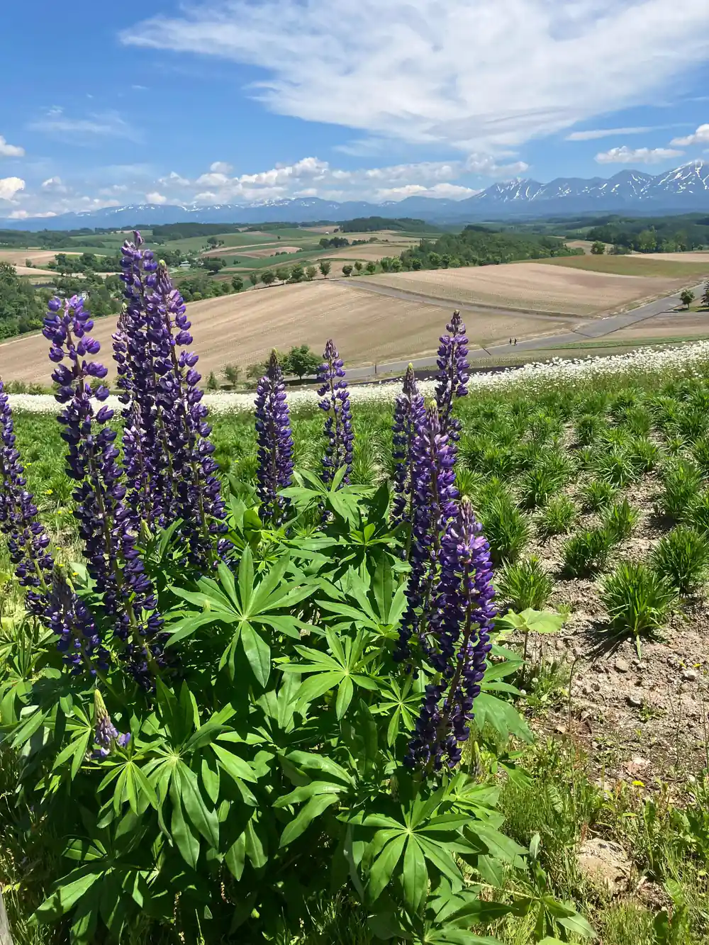 Purple lupine flowers in foreground with agricultural valley and snow mountain
