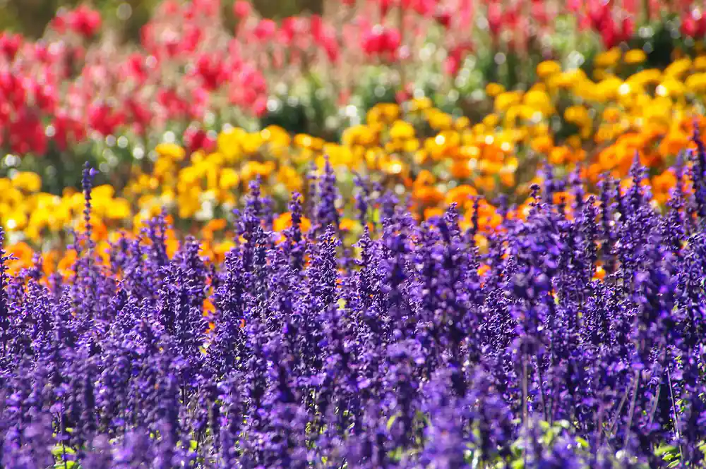 Purple, pink and yellow flowers blooming in rows