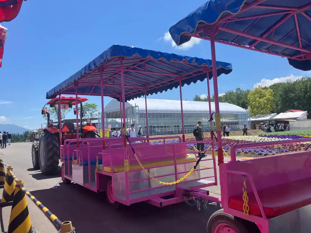 Purple tractor train carrying tourists through flower fields