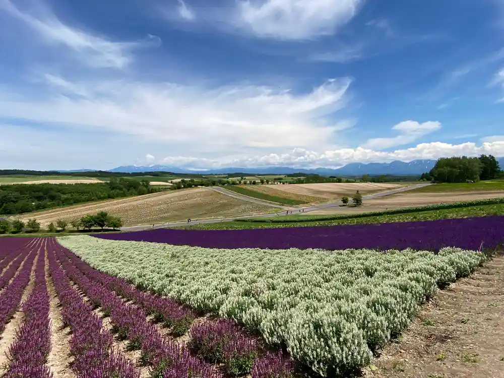 Purple and white flower fields with distant snow mountains
