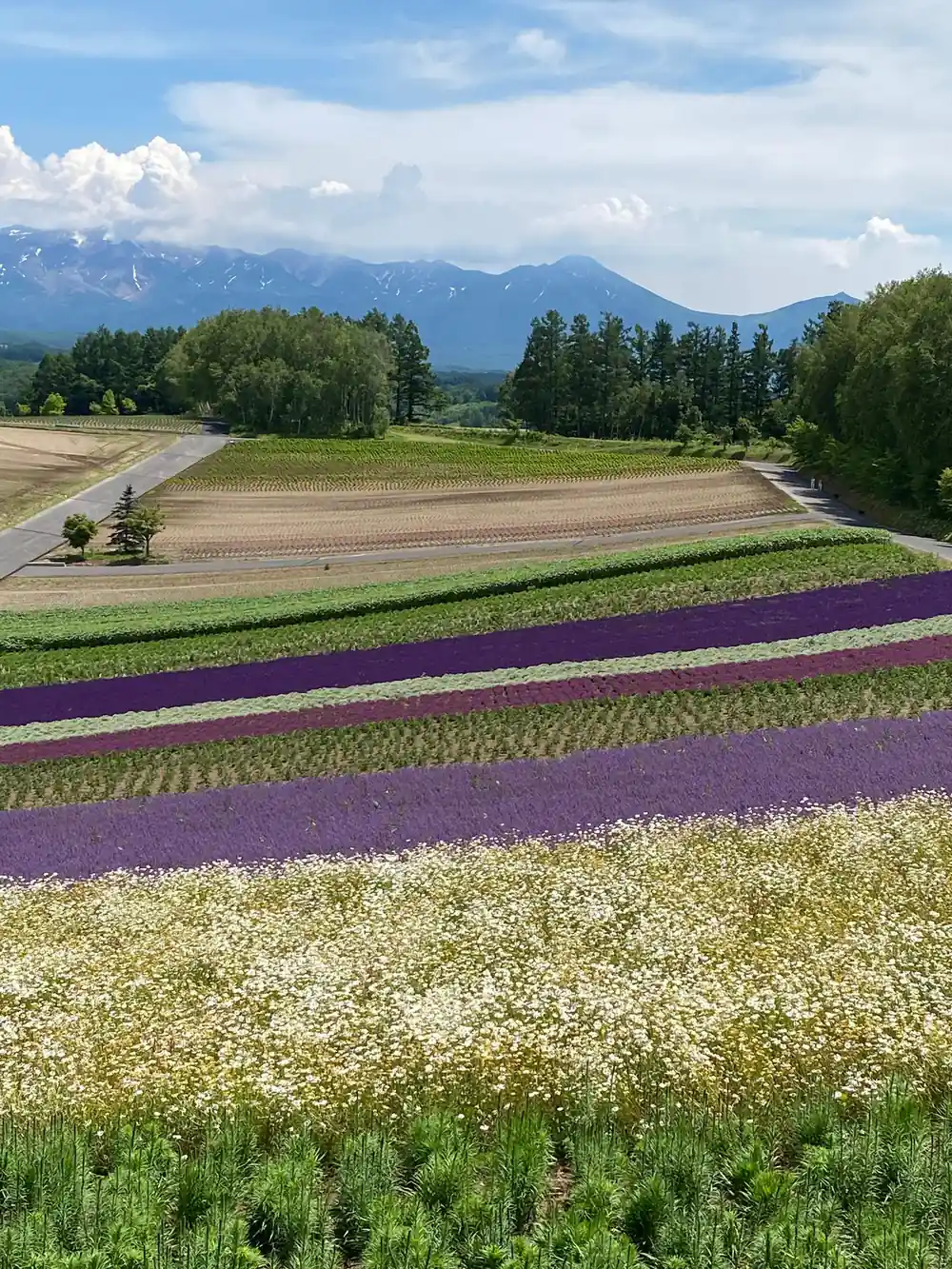 Purple and white flower rows with snow mountains backdrop