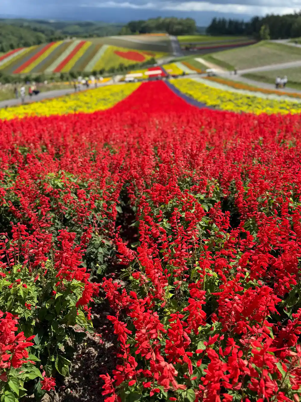 Red flower field close-up with rolling slopes and mountains