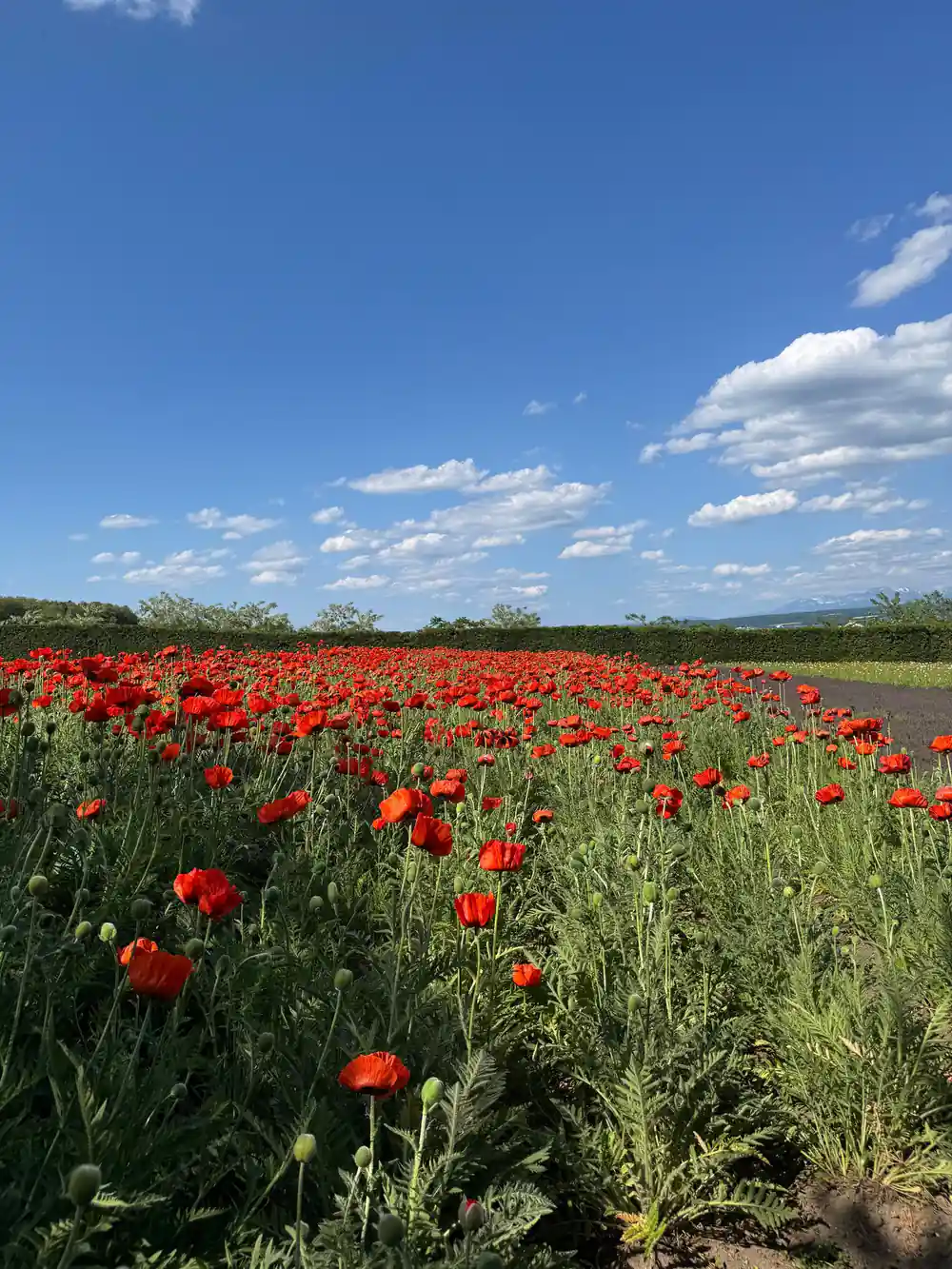 Red poppy field under blue cloudy sky