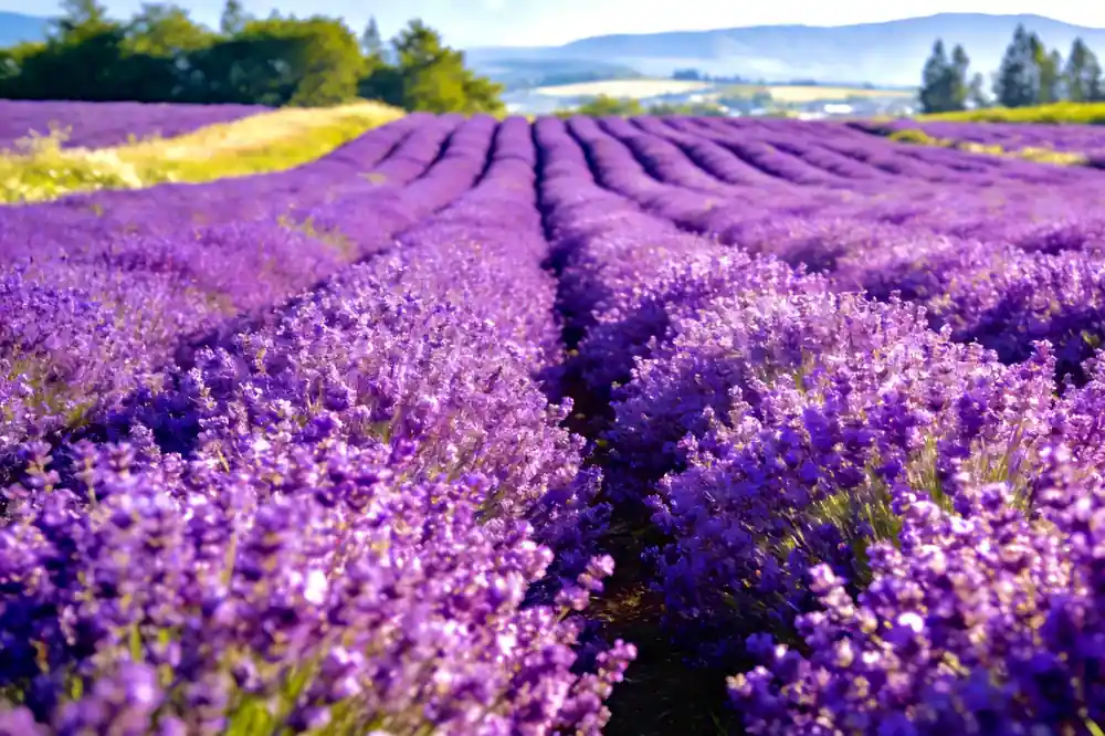 Rows of purple and yellow lavender flowers in field