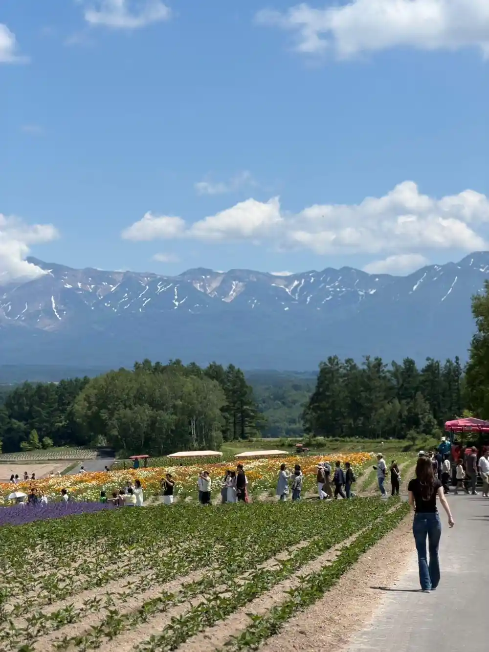 Snow-capped mountain range behind flower fields and visitors