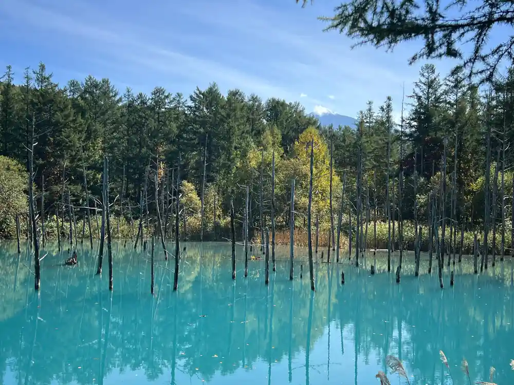 Tall coniferous trees reflected in bright turquoise pond
