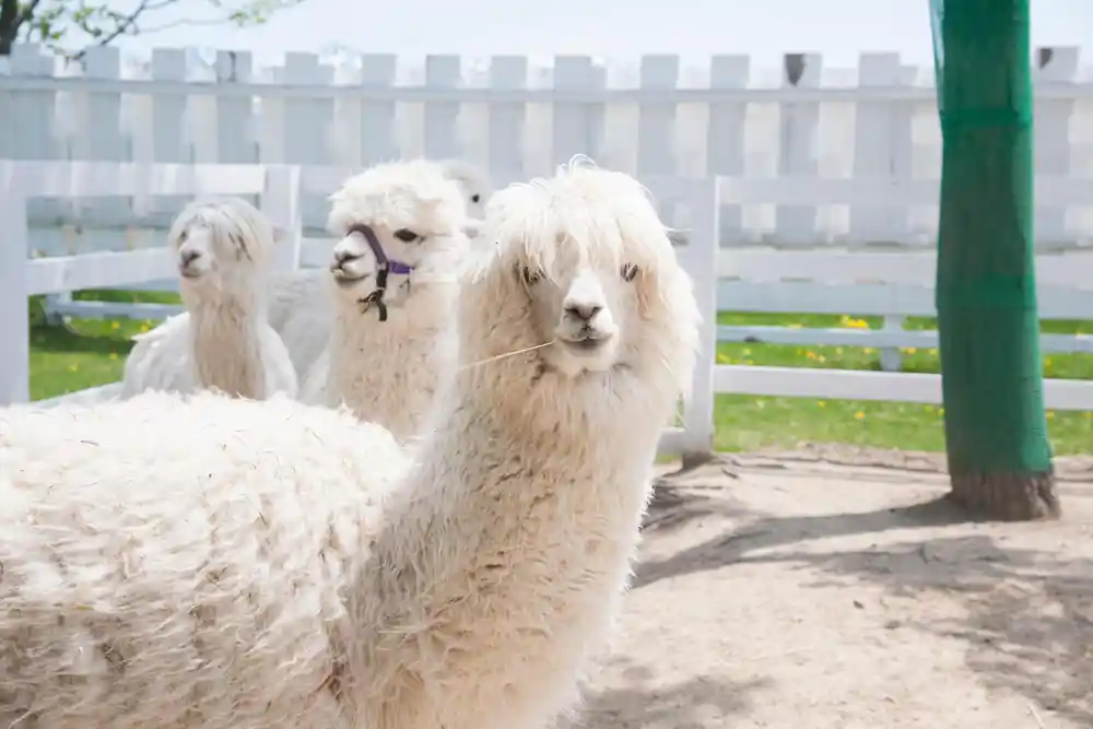 Three white alpacas behind white fence near water
