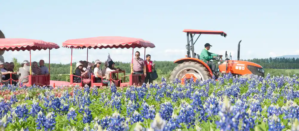 Tractor and visitors harvesting blue flowers in field