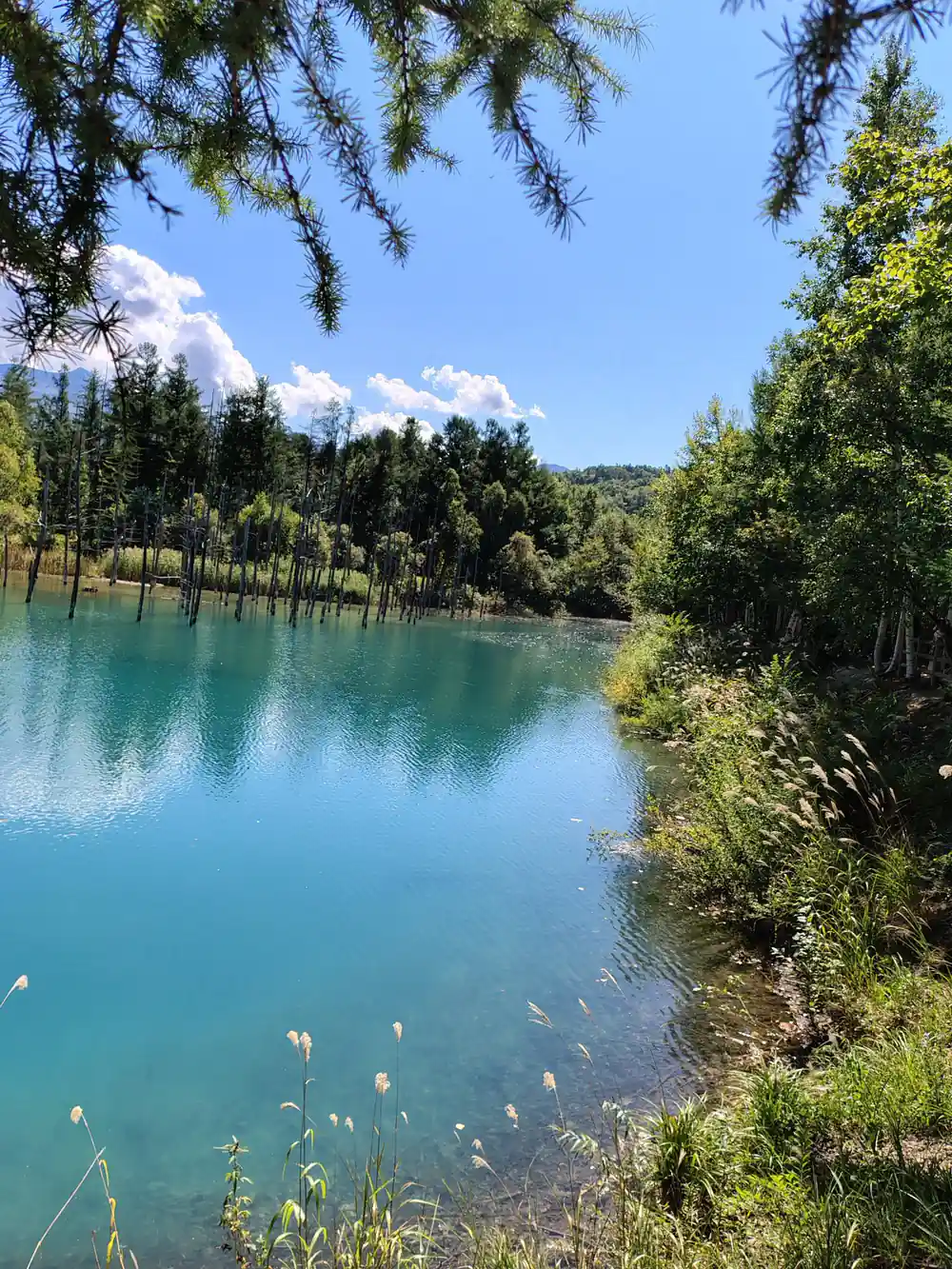 Turquoise lake surrounded by forest and pine trees