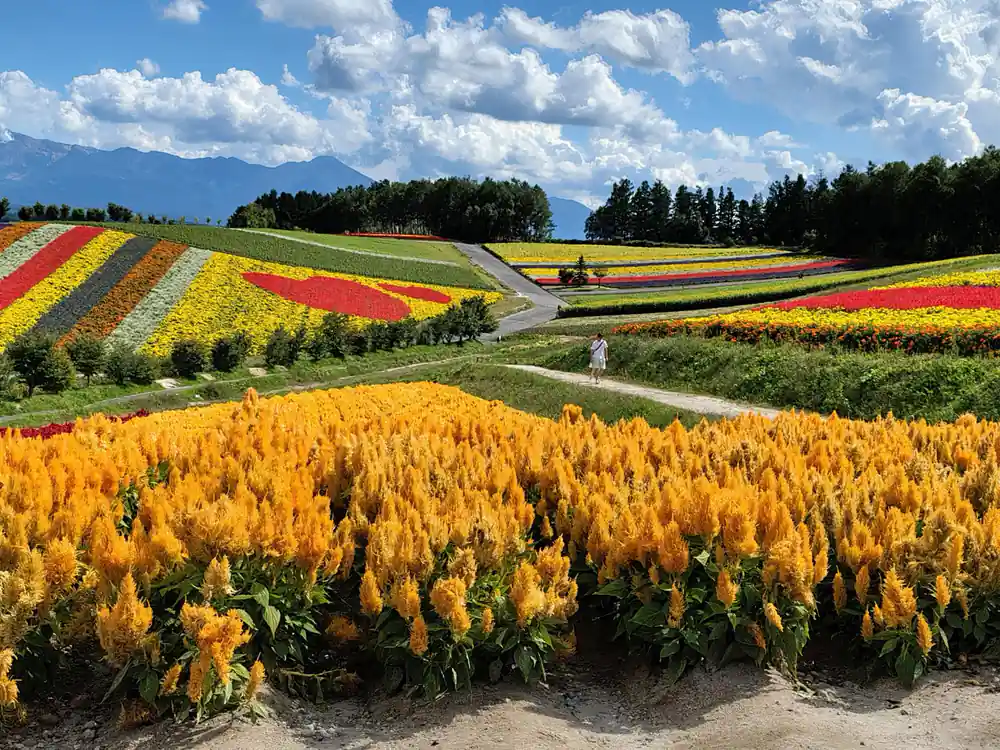Vast flower fields yellow orange red with mountain backdrop