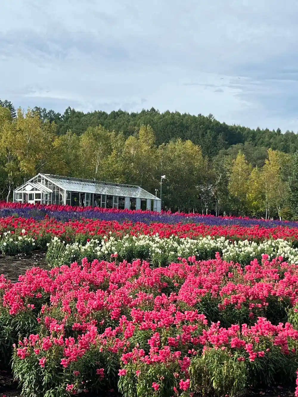 White greenhouse building surrounded by bright pink flowers