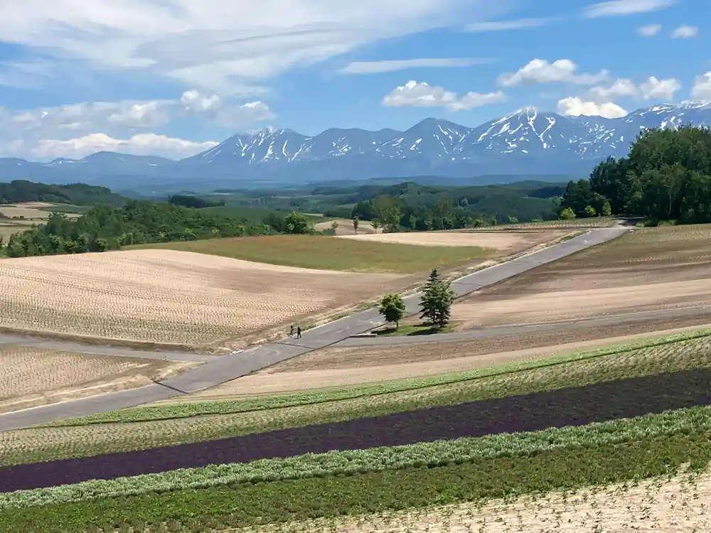 Winding road through patchwork agricultural fields with snow mountains