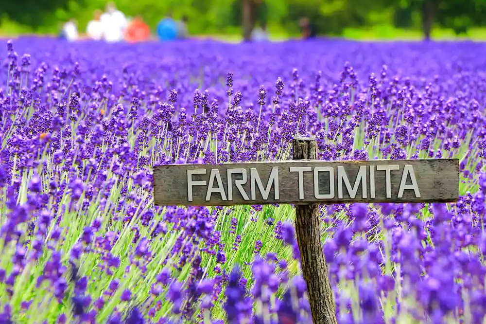 Wooden sign reading Farm Tomita in purple lavender field